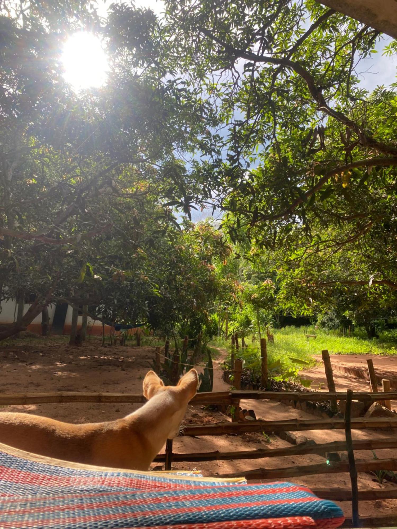 Art Forest Pondicherry Bagian luar foto